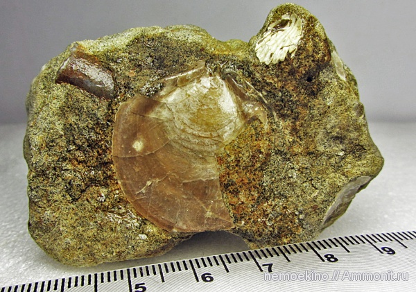 юра, двустворки, Entolium, Сызрань, Jurassic