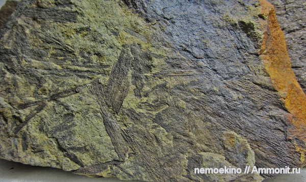 карбон, растения, Кемеровская область