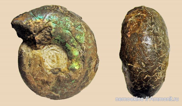 юра, Craspedites, Сызрань, Jurassic