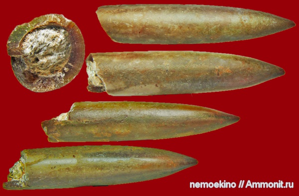 белемниты, юра, Сызрань, Jurassic, belemnites