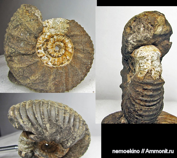 аммониты, юра, Lomonossovella, Ammonites, Сызрань, Jurassic