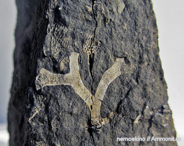 карбон, мшанки, Кемеровская область