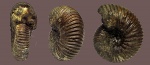 Epivirgatites