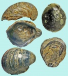 Gryphaea