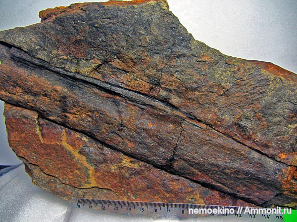 карбон, Lepidophytes, Кемеровская область