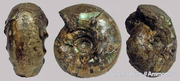 юра, Craspedites, Сызрань, Craspedites milkovensis, Jurassic