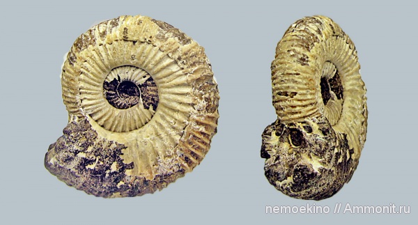 юра, Epivirgatites, Сызрань, Jurassic