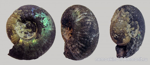 юра, Craspedites, Сызрань, Jurassic