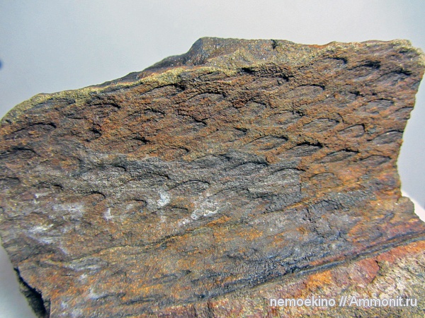 карбон, Tomiodendron, Кемеровская область