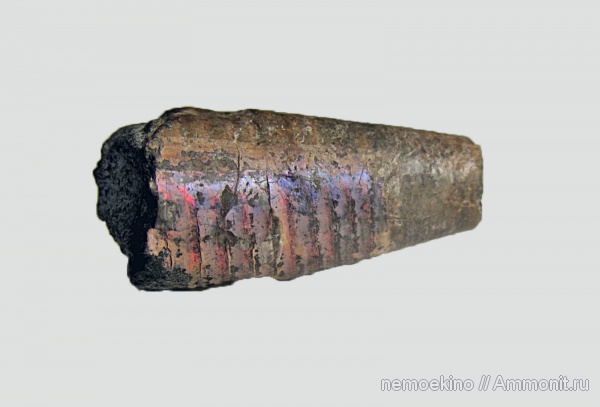 белемниты, юра, фрагмоконы, Сызрань, Jurassic, belemnites, phragmocones