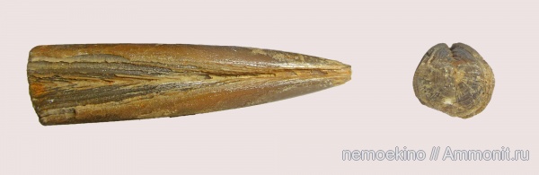 белемниты, юра, Сызрань, Jurassic, belemnites