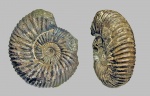 Epivirgatites