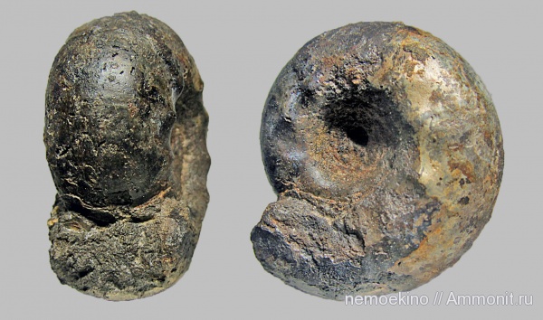 юра, Craspedites, Сызрань, Craspedites milkovensis, Jurassic