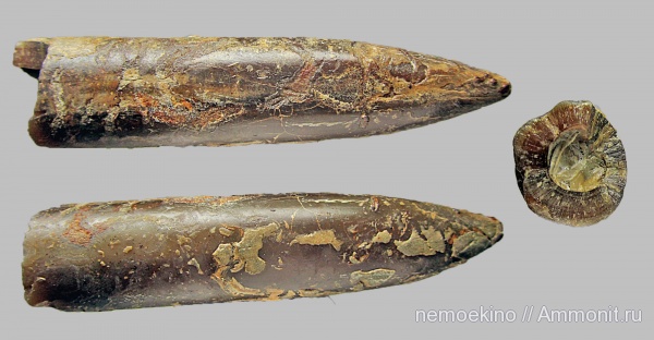 белемниты, юра, Сызрань, Jurassic, belemnites