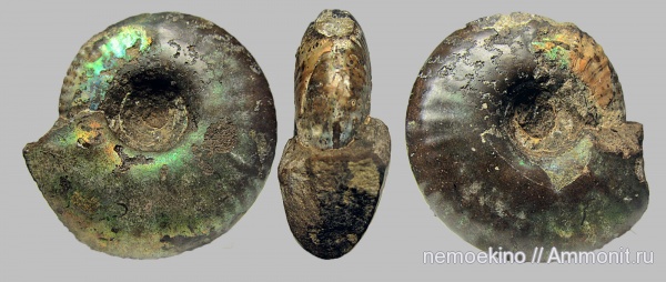 юра, Craspedites, Сызрань, Craspeditidae, Jurassic