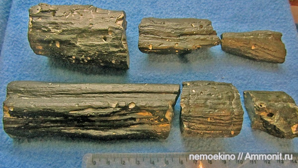 юра, окаменевшее дерево, Сызрань, Jurassic