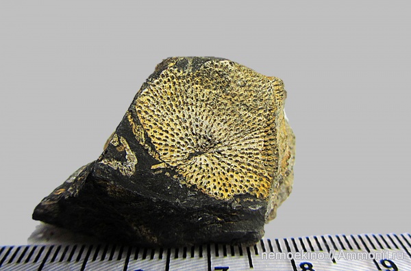 карбон, мшанки, Кемеровская область