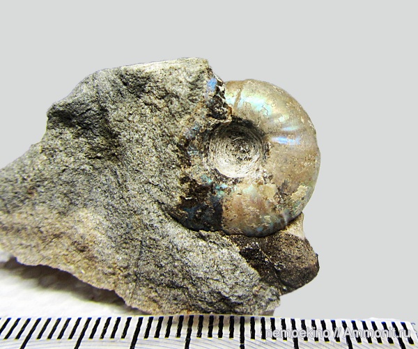 юра, Craspedites, Сызрань, Jurassic