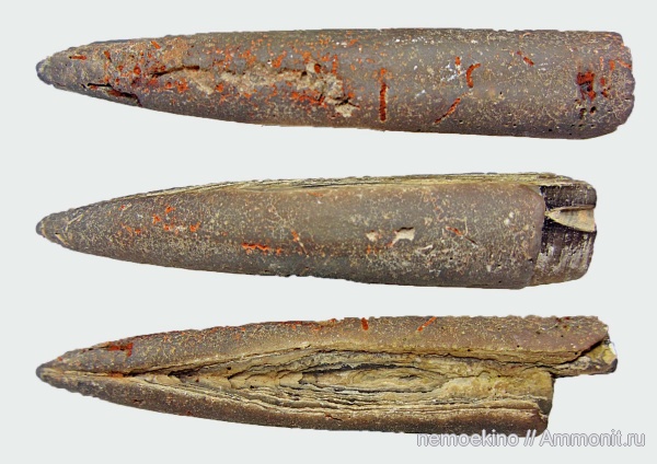 белемниты, юра, протоконх, Сызрань, Jurassic, belemnites