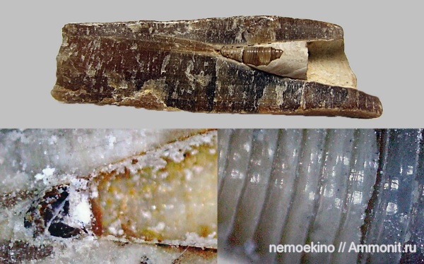 белемниты, юра, фрагмоконы, протоконх, Сызрань, конотека, Jurassic, belemnites, phragmocones