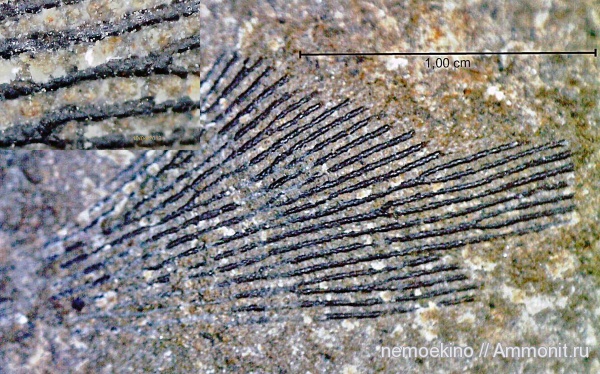 карбон, граптолиты, Кемеровская область