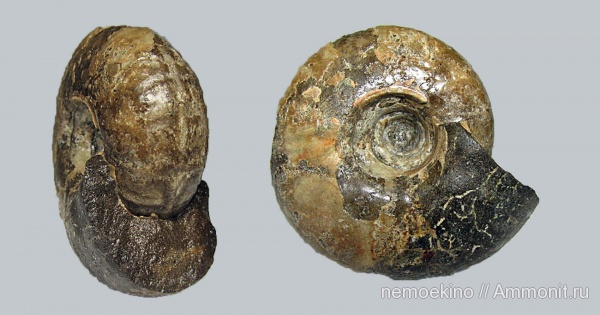 юра, Craspedites, Сызрань, Jurassic