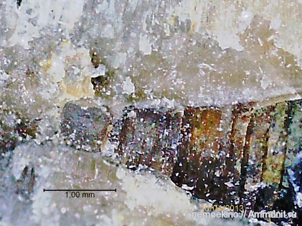 белемниты, юра, фрагмоконы, протоконх, Сызрань, Jurassic, belemnites, phragmocones