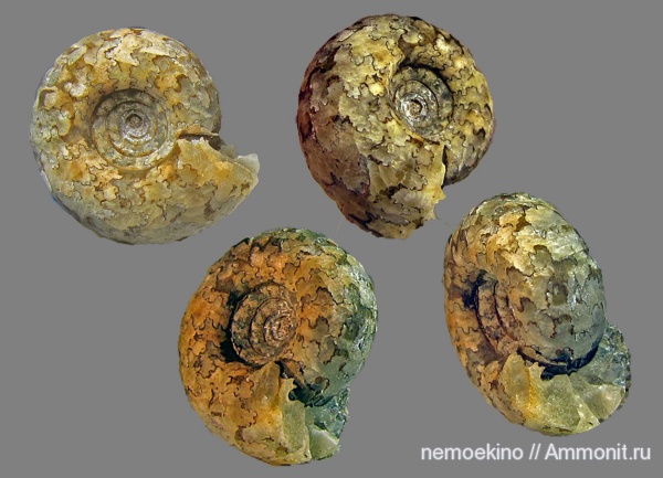 юра, Craspedites, Сызрань, Jurassic