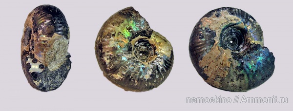 юра, Craspedites, Сызрань, Jurassic