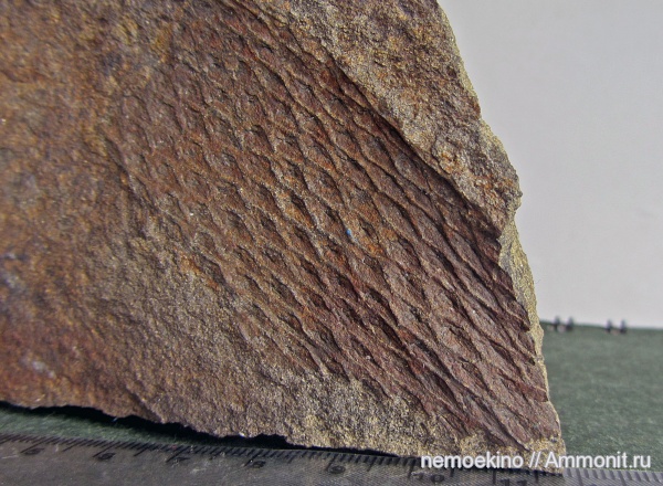 карбон, плауновидные, Tomiodendron, Кемеровская область