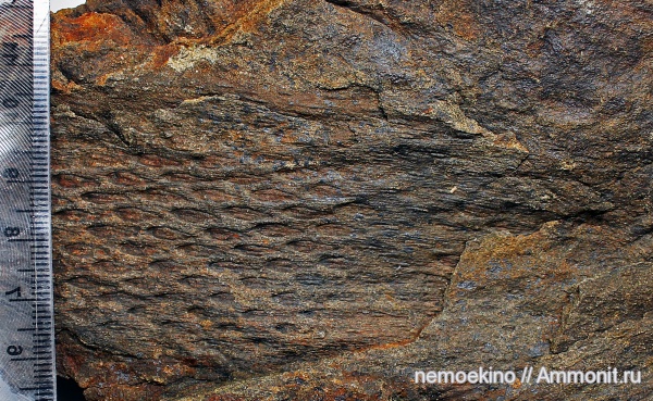 карбон, плауновидные, Tomiodendron, Кемеровская область