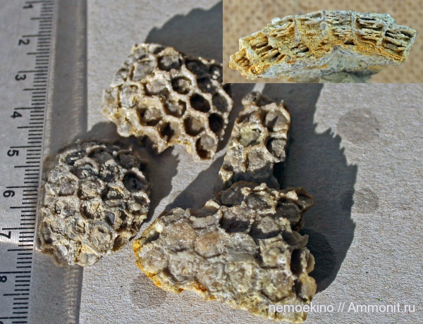карбон, кораллы, Tabulata, Кемеровская область, Micheliniidae