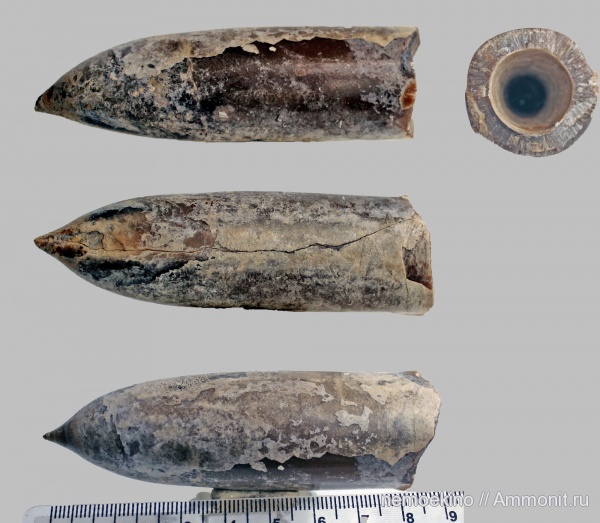 белемниты, юра, Pachyteuthis, Сызрань, Jurassic, belemnites