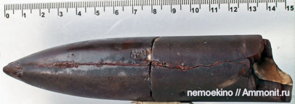 белемниты, юра, Сызрань, Jurassic, belemnites