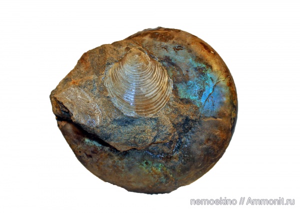 юра, Craspedites, Entolium, Сызрань, Jurassic