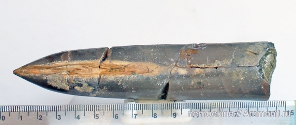 белемниты, юра, Сызрань, Jurassic, belemnites