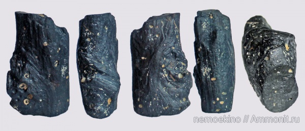 юра, окаменевшее дерево, Сызрань, камнеточцы, Jurassic