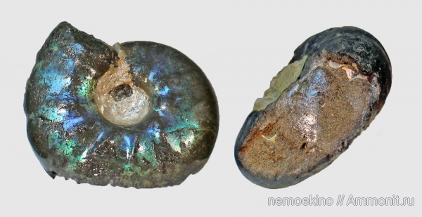 юра, Craspedites, Entolium, Сызрань, Jurassic