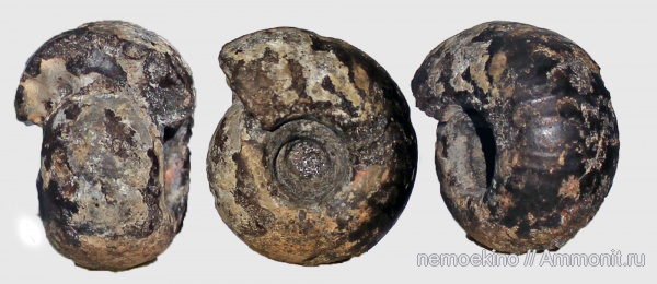 юра, Craspedites, Сызрань, Craspedites milkovensis, Jurassic