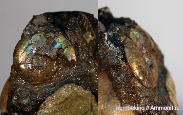 юра, Garniericeras, Сызрань, Jurassic