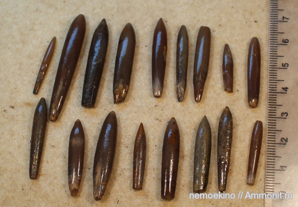 белемниты, юра, Hibolites, Сызрань, Jurassic, belemnites