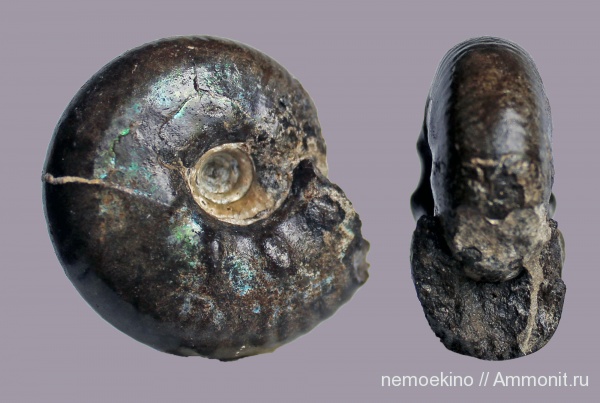 юра, Craspedites, Сызрань, Craspedites parakaschpuricus, Jurassic