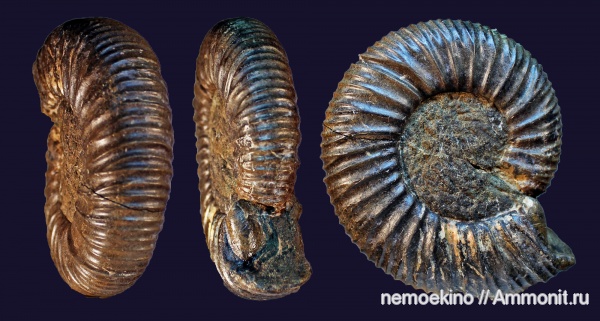 юра, Epivirgatites, Сызрань, Jurassic