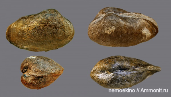 юра, двустворчатые моллюски, Pleuromya, Сызрань, Jurassic