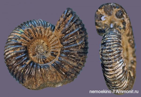 аммониты, юра, Epivirgatites, Ammonites, Сызрань, Jurassic