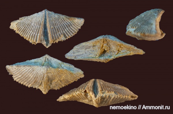 брахиоподы, карбон, Кемеровская область