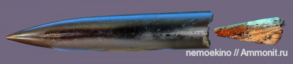 белемниты, юра, Сызрань, Jurassic, belemnites