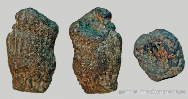 юра, губки, Sphenaulax, Сызрань, Jurassic