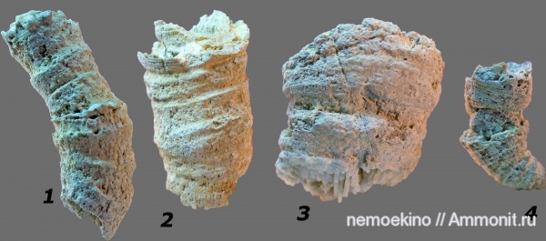 карбон, кораллы, Rugosa, Кемеровская область