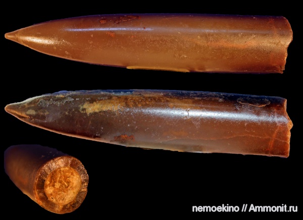 белемниты, юра, Pachyteuthis, Сызрань, Jurassic, belemnites